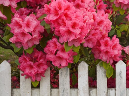 plantar rododendro em casa