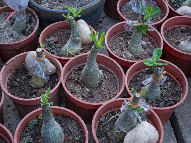 plantar rosa do deserto em casa