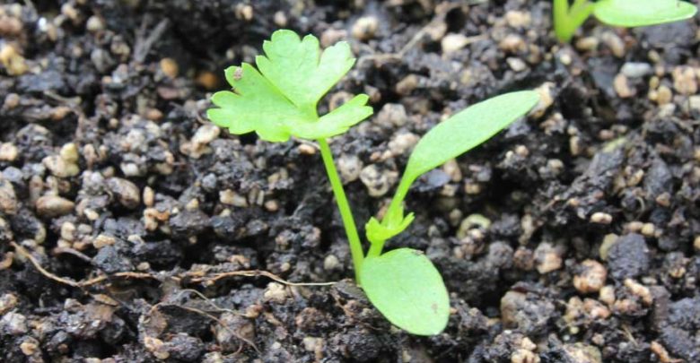 plantar salsinha