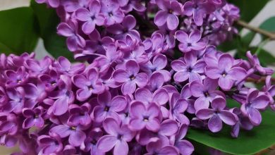 plantar syringa em casa