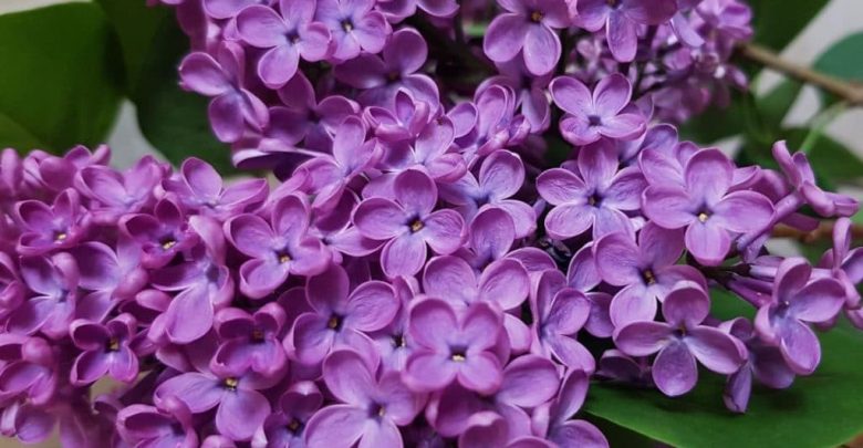 plantar syringa em casa