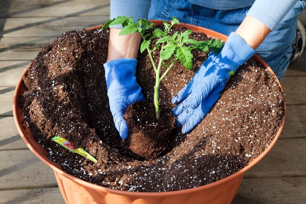 plantar tomate reliquia