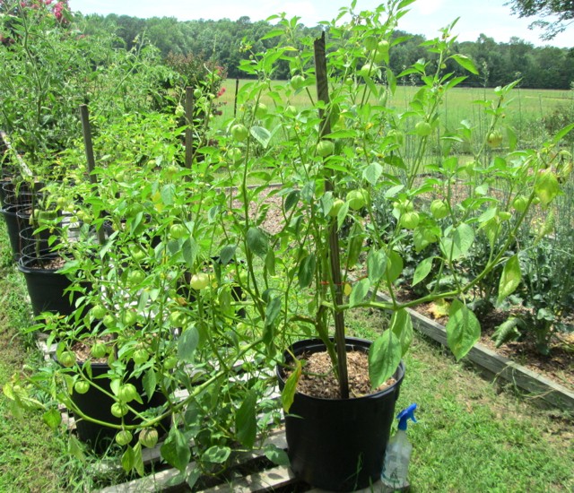 plantar tomatillos como plantar