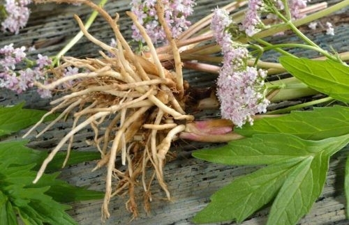 plantar valeriana em casa