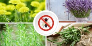 plantas aromaticas que repelem moscas da sua horta