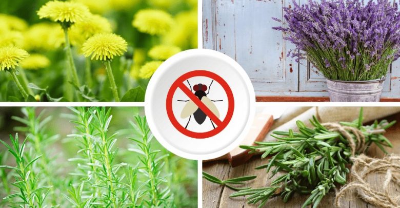 plantas aromaticas que repelem moscas da sua horta
