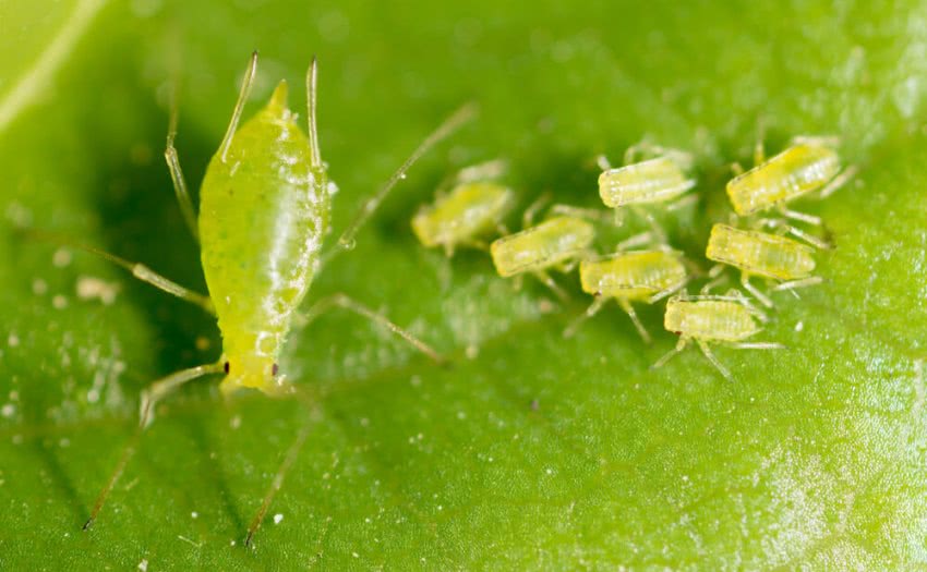 pulgoes que afetam a plantacao de amora