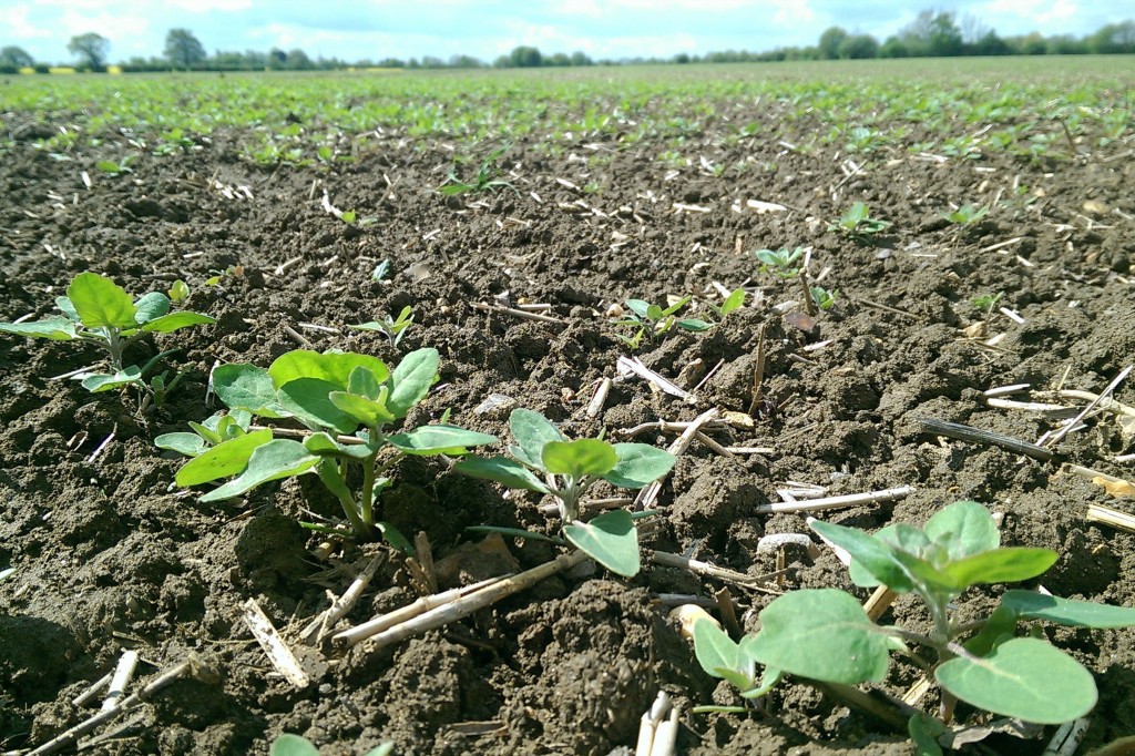 quinoa como plantar