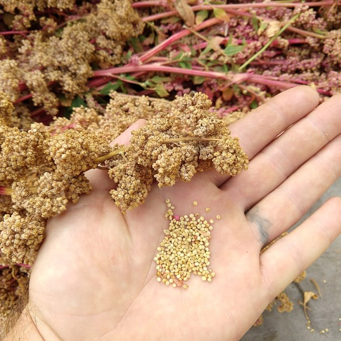 quinoa