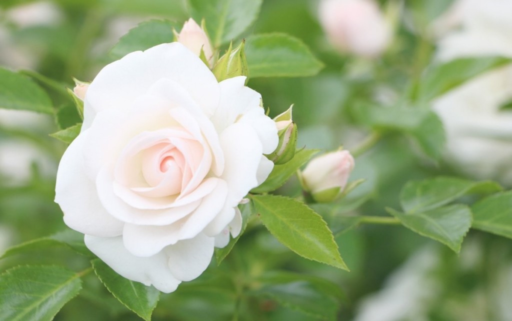 rosa branca como plantar