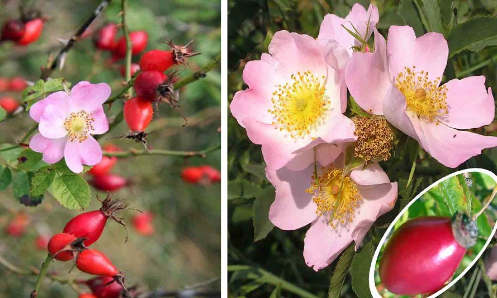 rosa canina cultivo