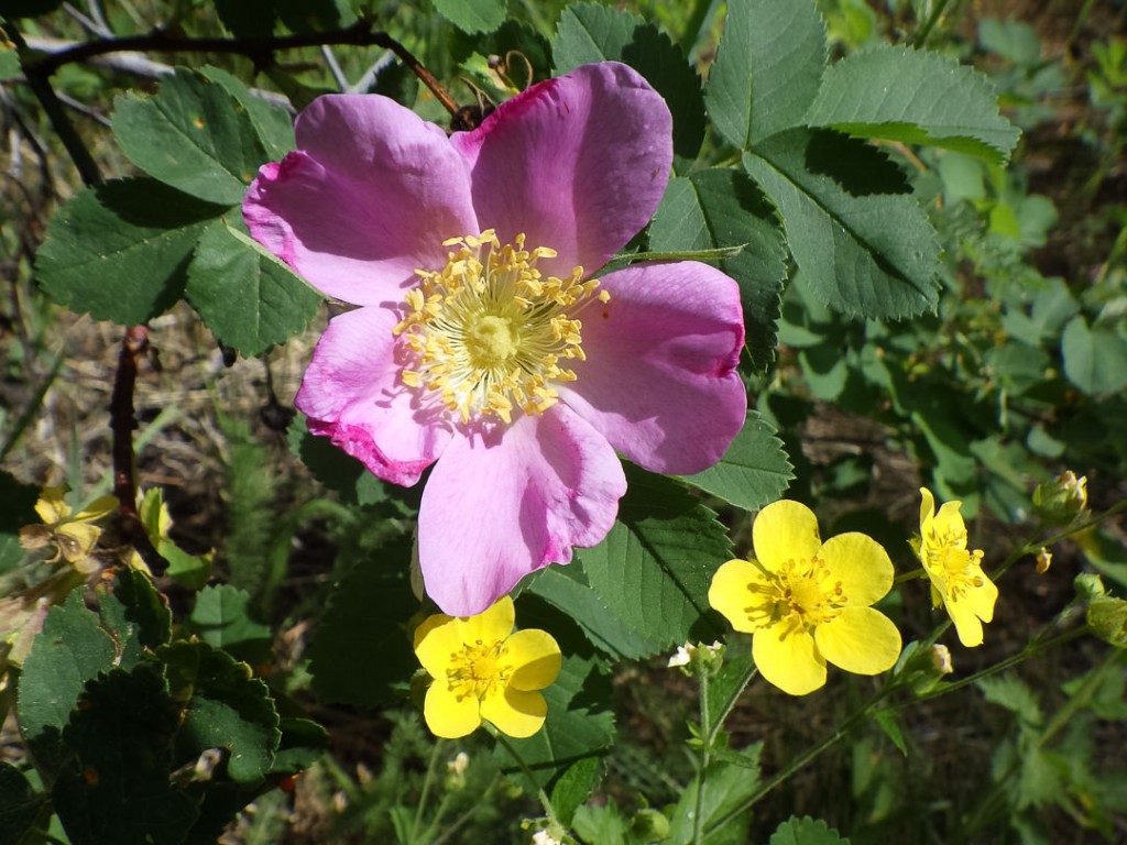 rosa canina