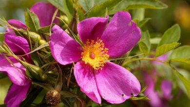 rosa carolina