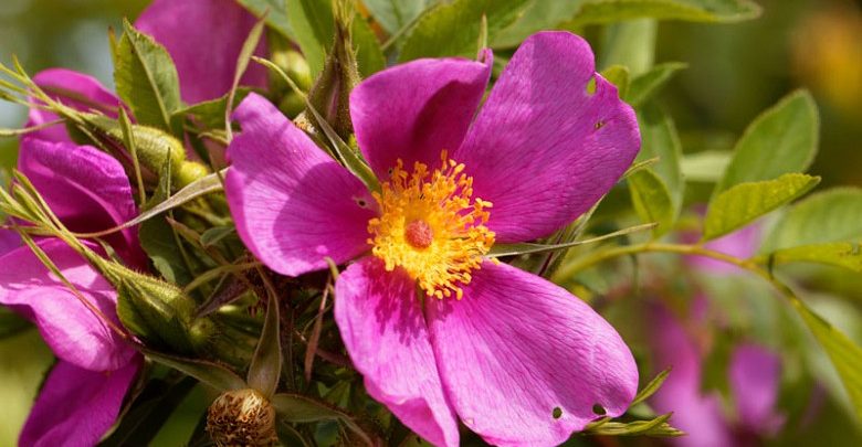 rosa carolina