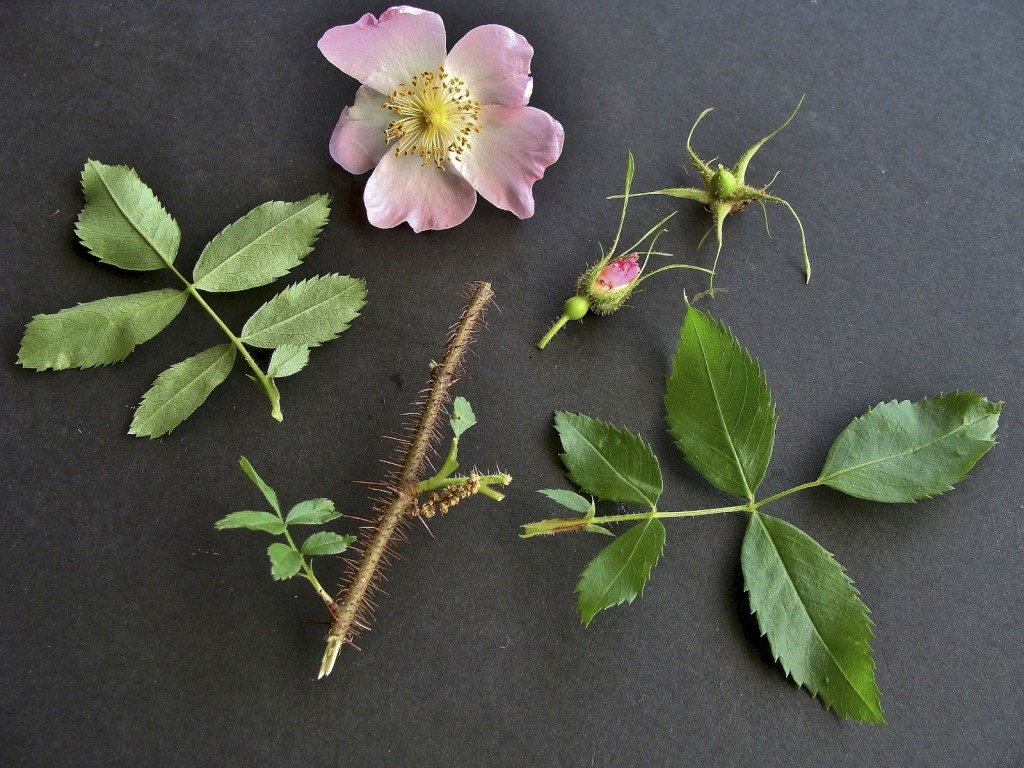 rosa carolina como propagar