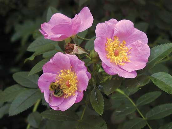 rosa carolina doenças e pragas