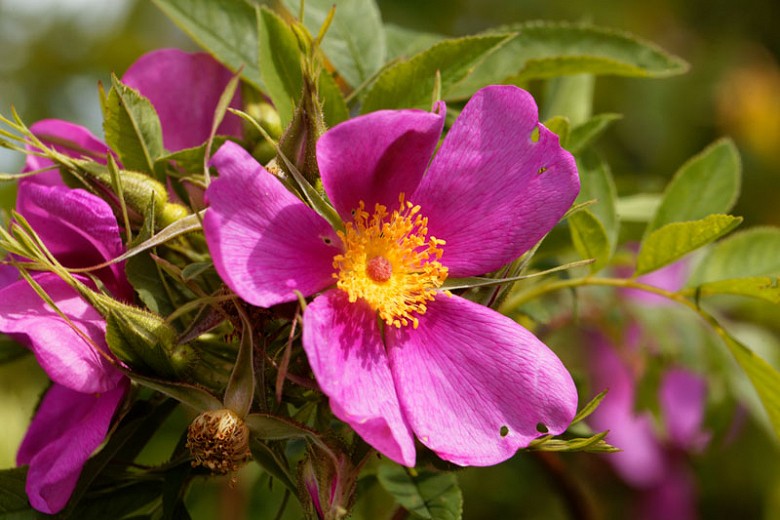 rosa carolina