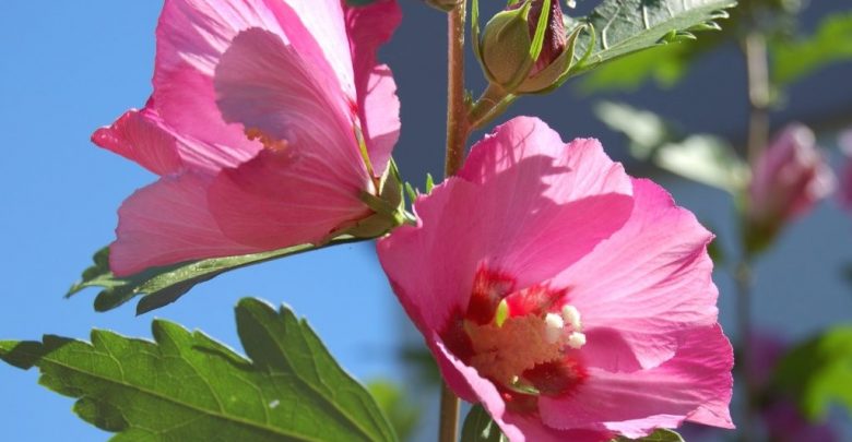 rosa de sharon