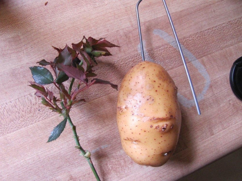 rosa na batata