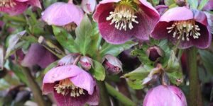 rosa quaresmal