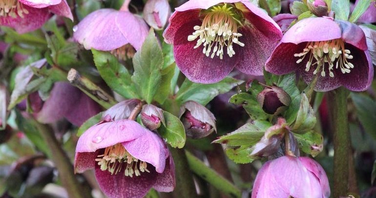 rosa quaresmal