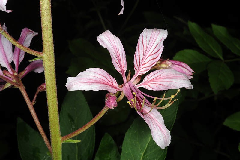 sarça ardente cultivo