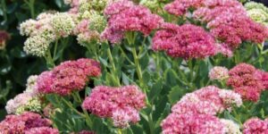 sedum