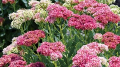 sedum