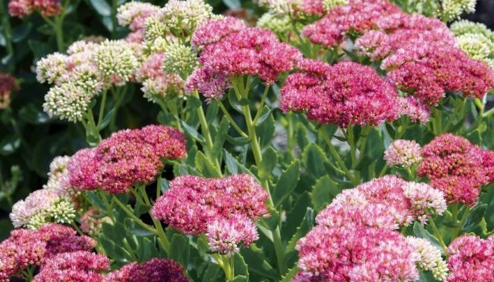 sedum