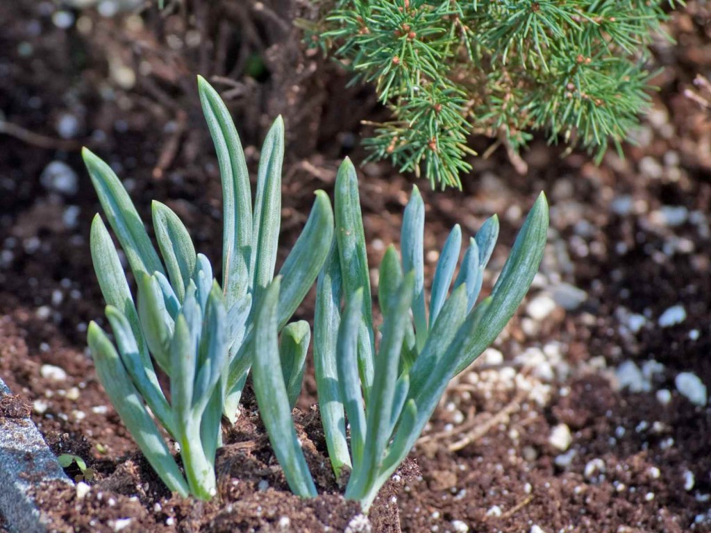 senecio como plantar