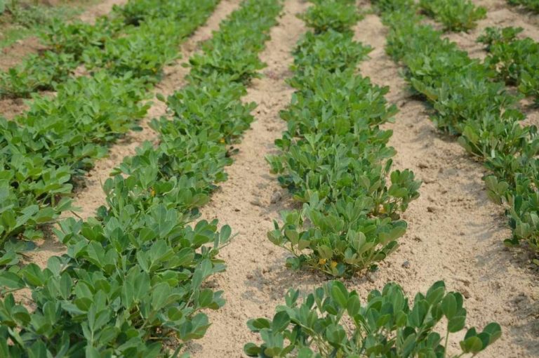Solo Arenoso O que plantar em Solo Arenoso? Horta em Casa Solo Arenoso O que plantar em Solo Arenoso? Horta em Casa