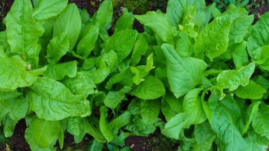 sorrel como plantar