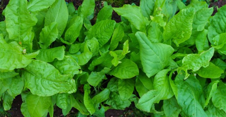 sorrel como plantar