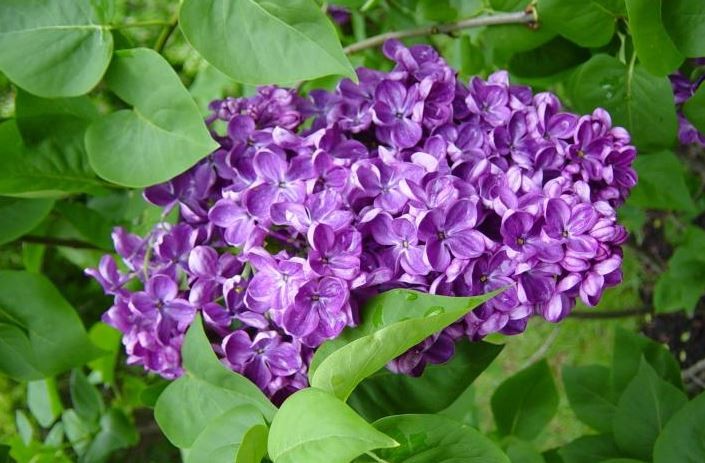 syringa