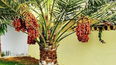 tamareira como plantar
