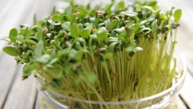 tecnica para germinar sementes