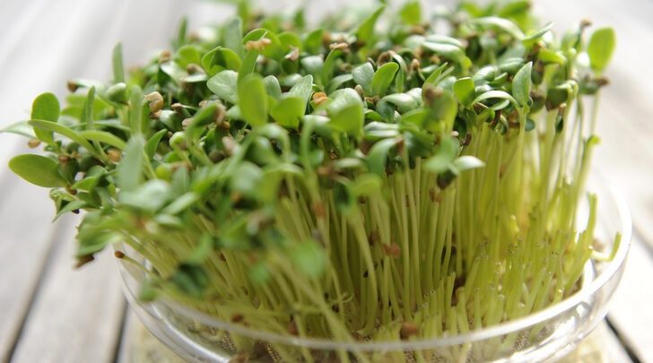tecnica para germinar sementes