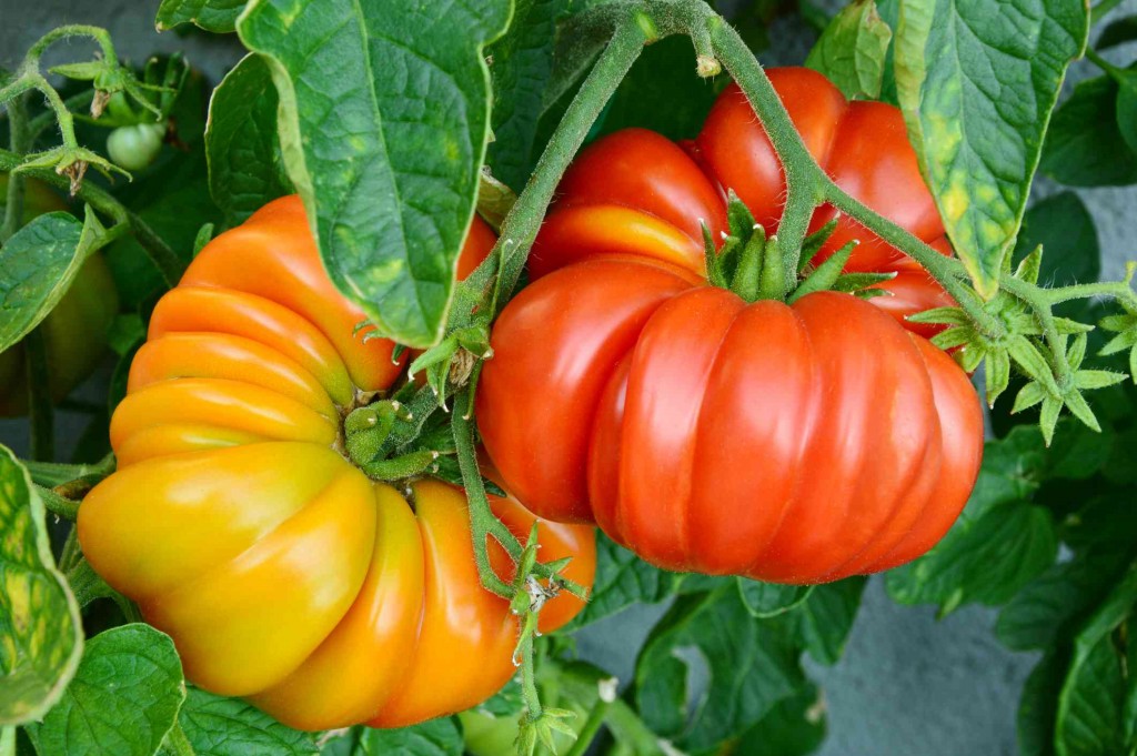 tomate reliquia como plantar