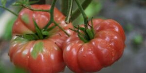 tomate reliquia plantar