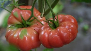 tomate reliquia plantar