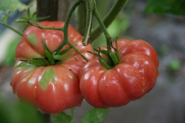 tomate reliquia plantar