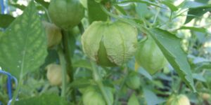 tomatillos