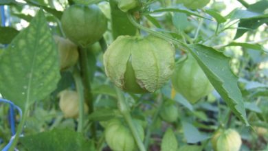 tomatillos