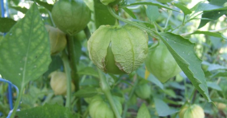 tomatillos