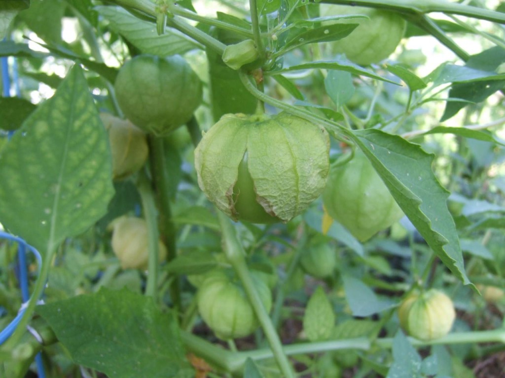 tomatillos