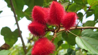urucum