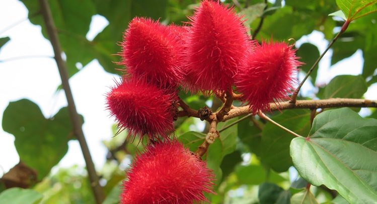 urucum