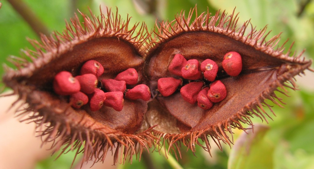 urucum o que e