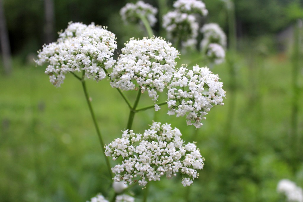 valeriana