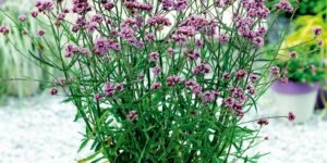 verbena